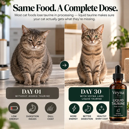 Liquid Taurine For Cats